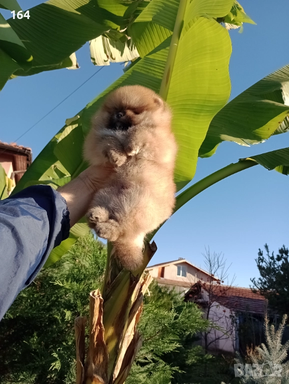 Мъжки Померан. Реални снимки!, снимка 1