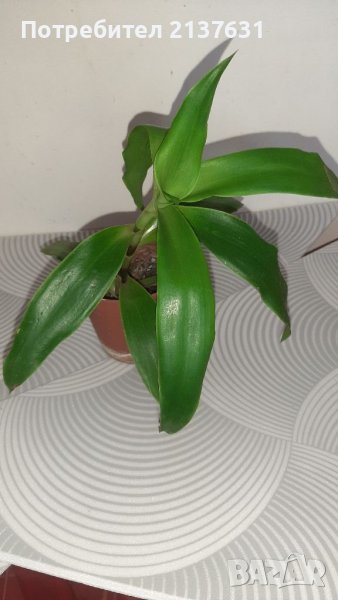 КАЛИЗИЯ , снимка 1