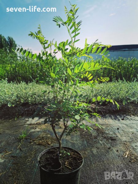 Декоративна аморфа - много медоносна, снимка 1