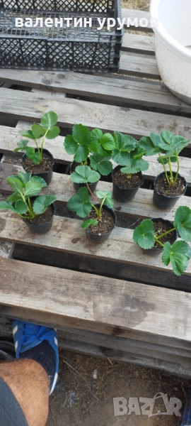 Разсад ягоди , снимка 1