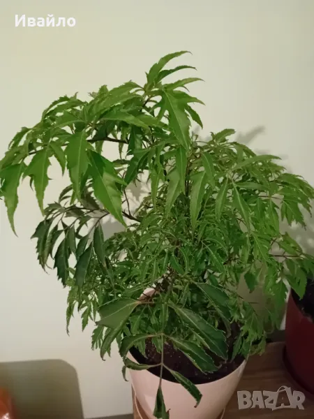 Aralia Ming - Минг Аралия, снимка 1