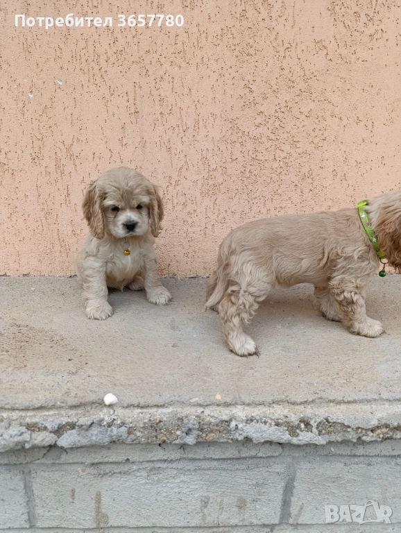 Американски кокер шпанол, снимка 1