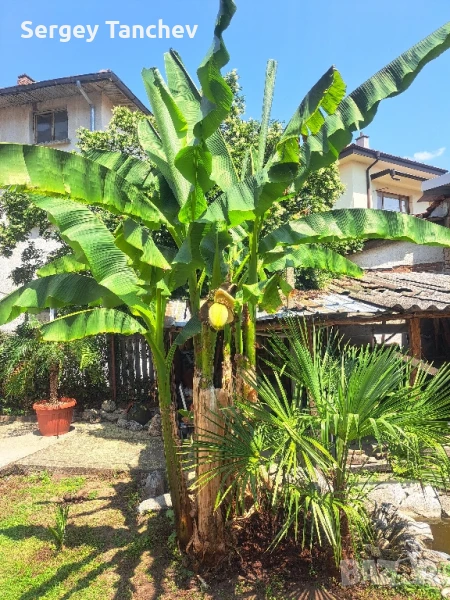 Бананови палми и др, снимка 1