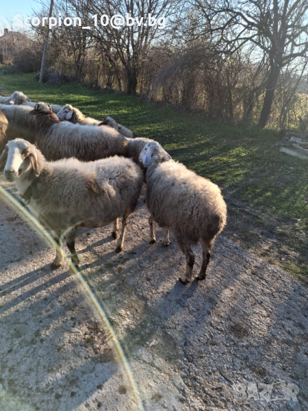 Продавам овце АВАСИ и АСАФ , снимка 1