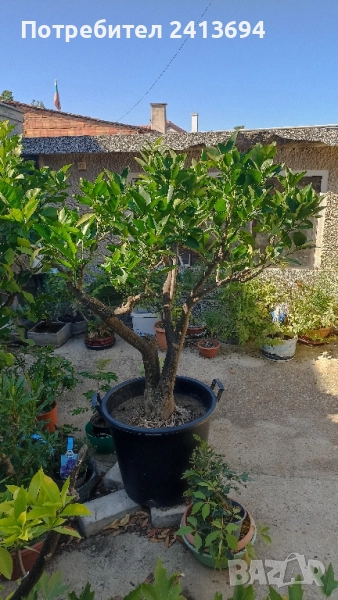 портокал "Валенсия", снимка 1