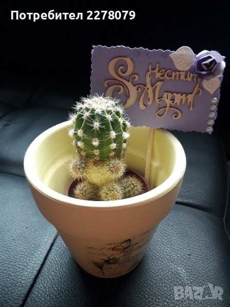 Кактус, снимка 1