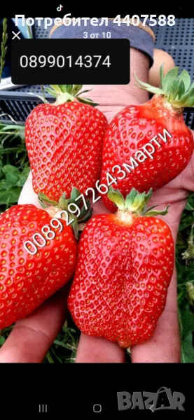 Разсад ягоди и малини , снимка 1