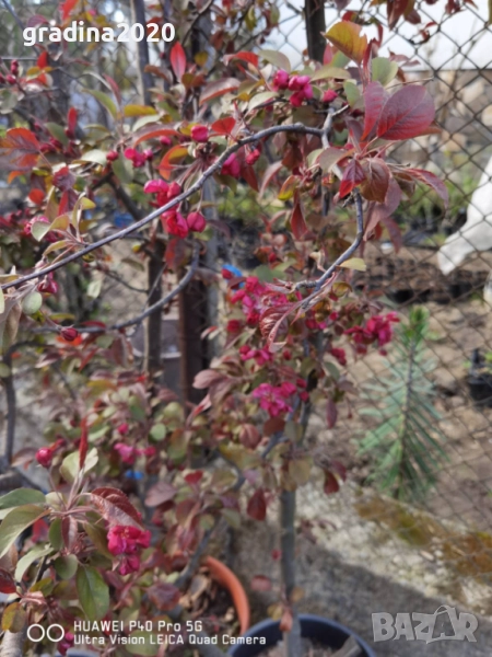 Декоративна червена ябълка Малус, снимка 1