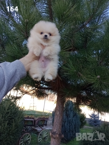 Мини момченце.Померан. Реални снимки от 29.12.25 г. , снимка 3 - Померан - 52885649