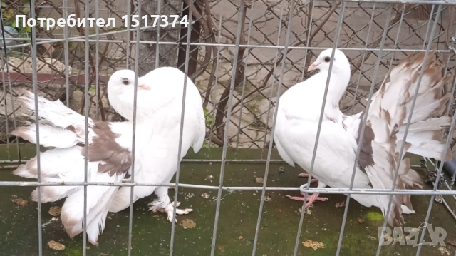 Двойка гълъби фенерлии , снимка 2 - Гълъби - 50477823