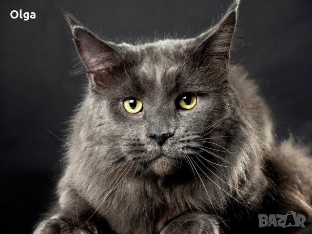 Мейн Куун: Продавам котки порода Мейн Куун - ТОП цени онлайн — Bazar.bg