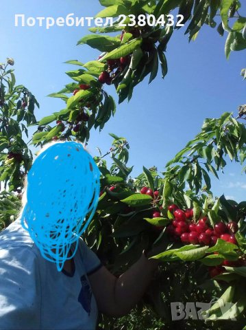 Овощна градина череши от собственик, снимка 10 - Земеделска земя - 26207054