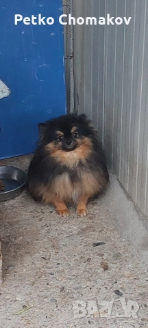 померан, снимка 1