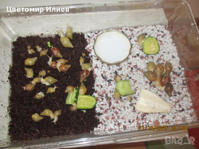 Гигантски африкански охлюви, снимка 3 - Други животни - 51624191