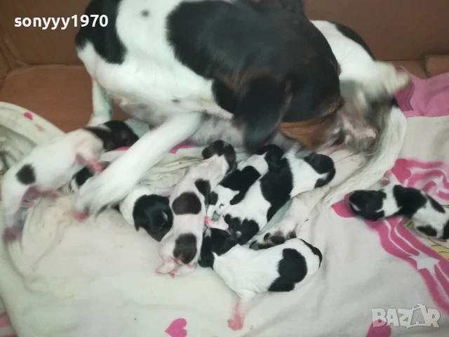 ДЖАК РЪСЕЛ БЕБЕТА 1308251846, снимка 6 - Джак ръсел териер - 51357335