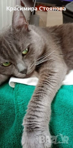 Търся руска синя котка 