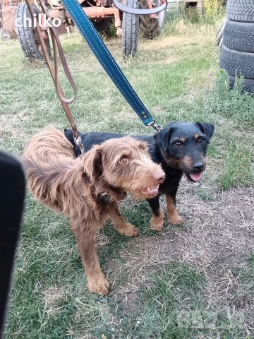 ягдтериер, снимка 15 - Ягдтериер - 52787759