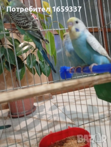 Млади Вълнисти папагали , снимка 2 - Папагали - 52690304
