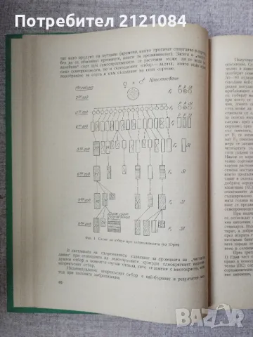 Селекция и семепроизводство на зеленчуковите култури /Жечева , снимка 2 - Специализирана литература - 48078639
