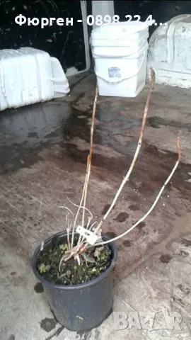  Хортензия Налични 4 вида , снимка 6 - Разсади - 37070652