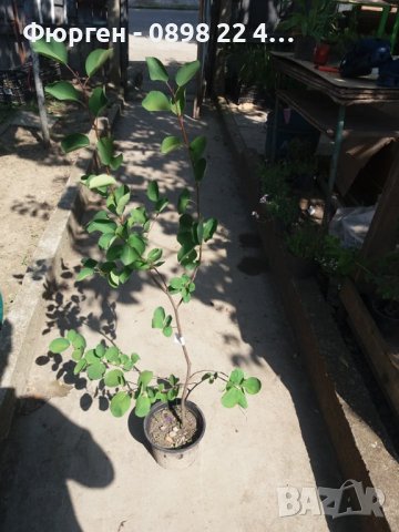 Амеланхиер -Amelanchier, снимка 6 - Разсади - 43480347