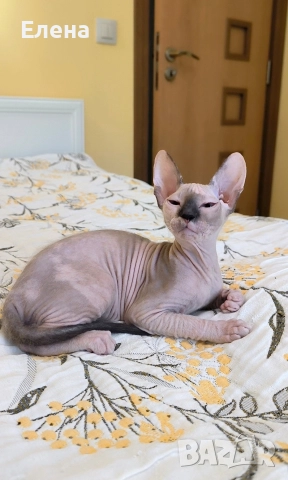 Донски Сфинкс със сине очи с родословие , снимка 2 - Сфинксове - 52226789
