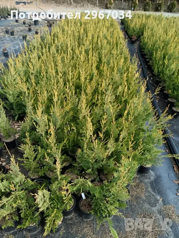 лейланди 70 см до 80 см 10 лв брой , снимка 4 - Градински цветя и растения - 48129340