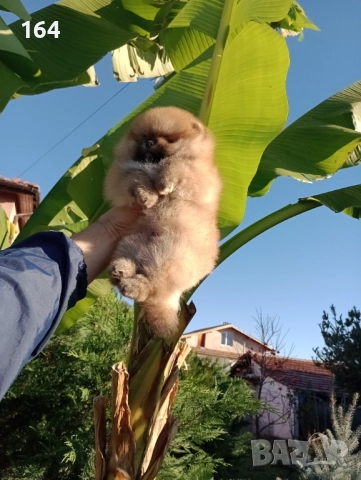 Мъжки Померан. Реални снимки!