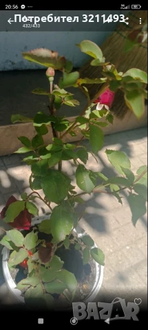 Продавам рози. Храстовидни, снимка 7 - Градински цветя и растения - 50595936