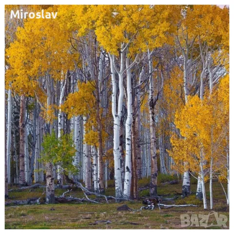 Бяла бреза (Betula pendula), снимка 5 - Градински цветя и растения - 47644562