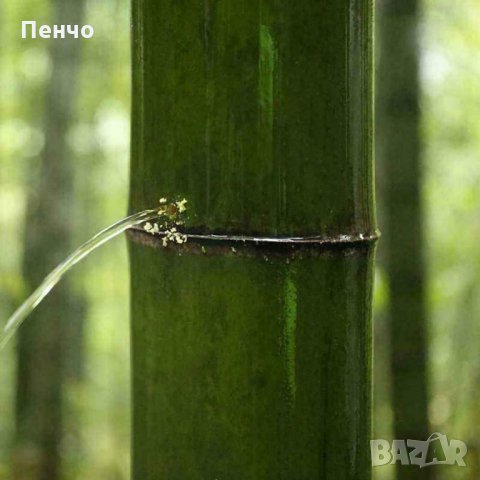 40 броя редки бамбукови семена зелен бамбук Moso-Bamboo Pla мосо бамбо растение декорация украса за , снимка 10 - Сортови семена и луковици - 27687066