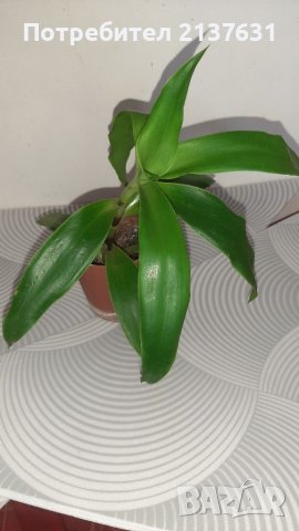 КАЛИЗИЯ , снимка 1