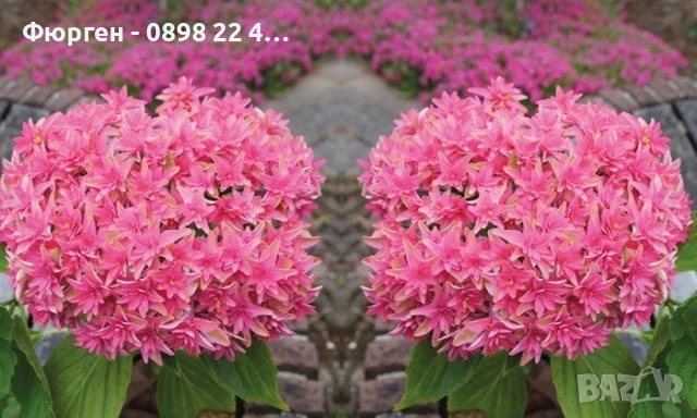 Хортензия Принцеса Даяна - Hydrangea princess Diana, снимка 5 - Разсади - 50962127