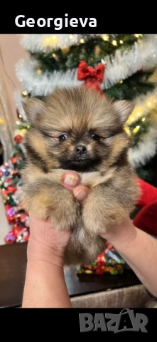 Померан, снимка 4 - Померан - 52698700