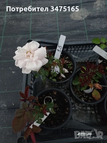 рози , снимка 8 - Градински цветя и растения - 50330660