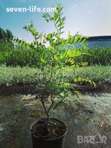 Декоративна аморфа - много медоносна