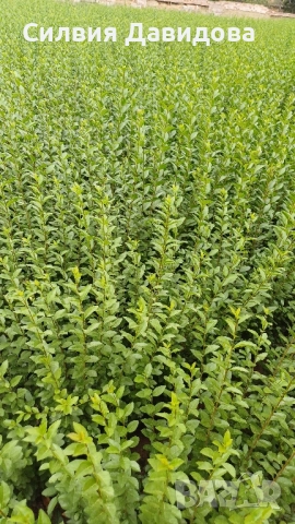 0.70лв. Лигуструм , снимка 4 - Други - 51886291