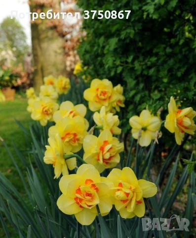 🌼 Нарцис в саксия (Narcissus), снимка 5 - Градински цветя и растения - 53424223