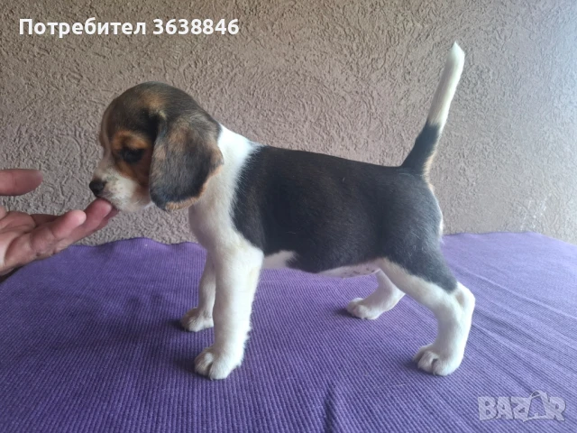 Бигъл, снимка 6 - Бигъл - 50757343