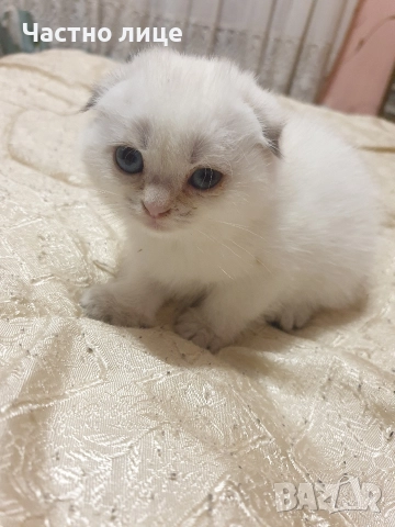 Шотландски котета златна чинчила., снимка 3 - Чинчили - 52171934