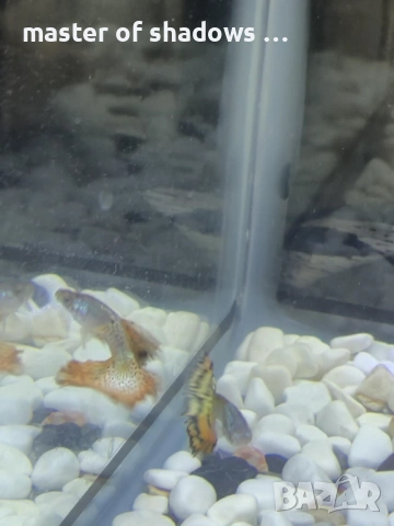 Продавам малки рибки на брой 1.28 евро  , снимка 9 - Рибки - 53345421