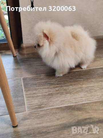 Померан мини мъжко , снимка 3 - Померан - 52320258