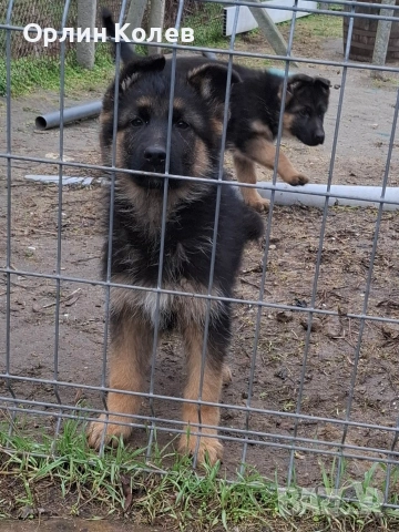 развъдник за немски овчарки 