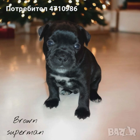 стафордширски бултериер, снимка 4 - Ветеринари и услуги - 53125218