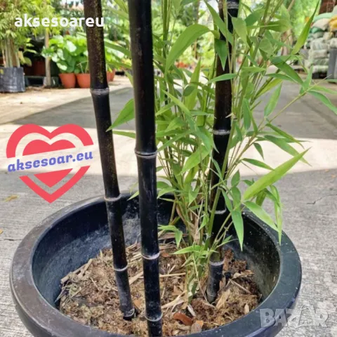 100 нови висококачествени семена Студоустойчив черен бамбук от САЩ за Декорация на дома и Градината , снимка 10 - Сортови семена и луковици - 49728001