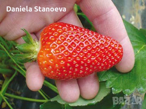 Разсад ягоди  , снимка 4 - Разсади - 53576923