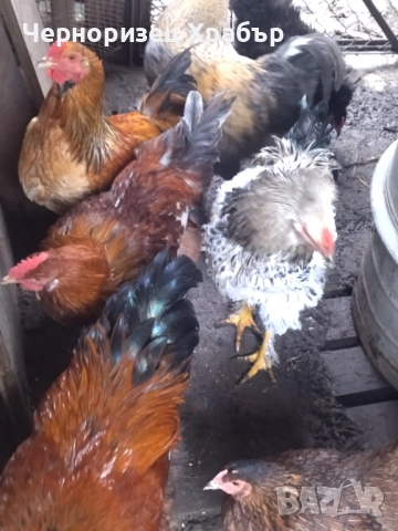 Домашни петли , снимка 3 - Кокошки и пуйки - 52431887