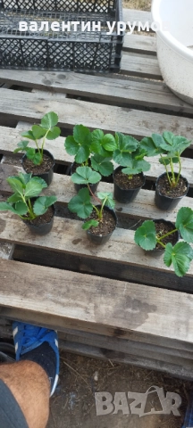 Разсад ягоди , снимка 1