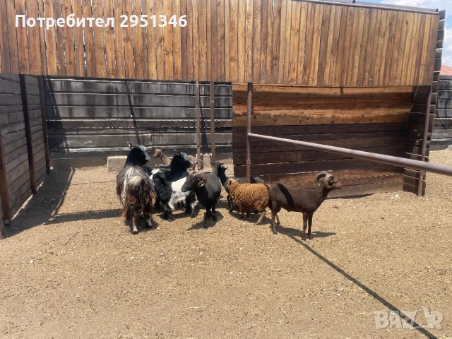 Декоративни холандски шилета / овце, снимка 5 - Овце - 51366008