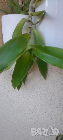 Цветя - алое, традесканция трицветна и лилава, калезия, снимка 3 - Стайни растения - 52022033